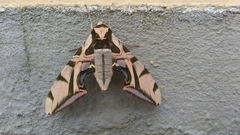 Batocnema coquerelii