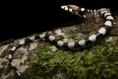 Isthmian Alligator Lizard photo 1