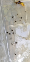 Gerromorpha