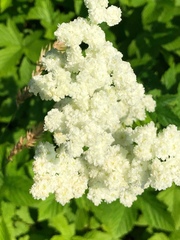 Filipendula