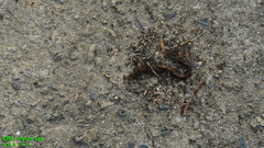 Tetramorium tsushimae