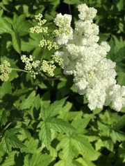 Filipendula