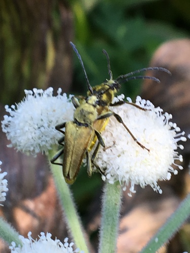 iNaturalist observation photo of Yellow Velvet Beetle