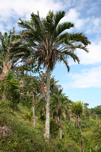 Ravenea sambiranensis