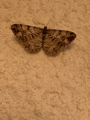 Peribatodes secundaria