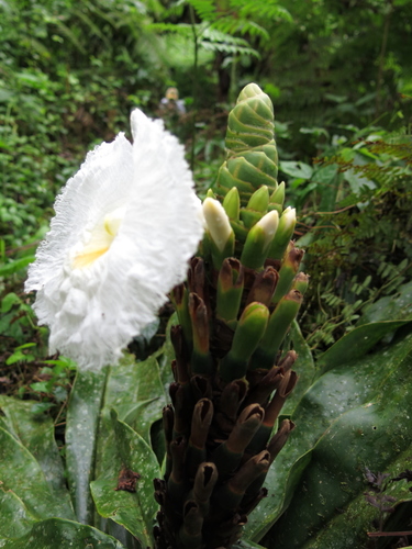 Dimerocostus strobilaceus