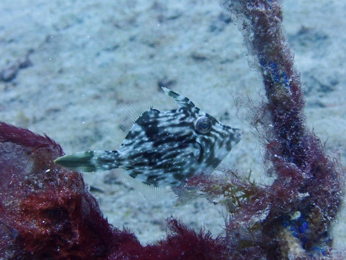 Planehead filefish (Stephanolepis hispidus) — Monacanthidae