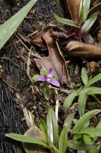 Hernando County noddingcaps
