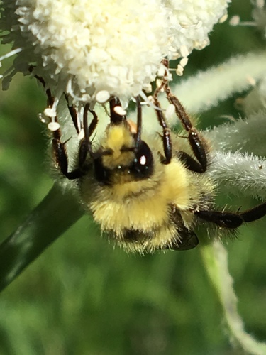 iNaturalist observation photo of Pyrobombus