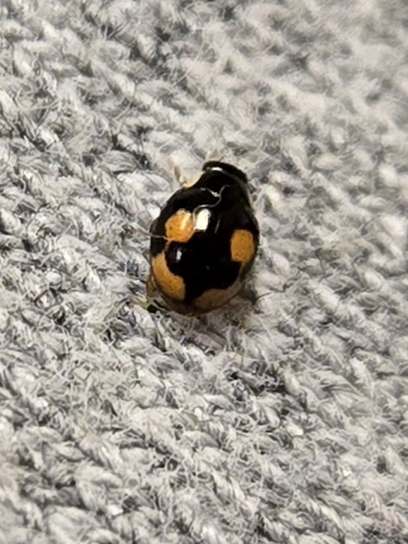 Confluent Sigil Lady Beetle photo 3