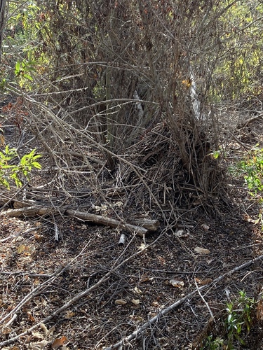 iNaturalist observation photo of Woodrats