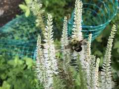 Bombus bimaculatus