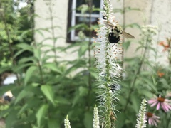 Bombus bimaculatus