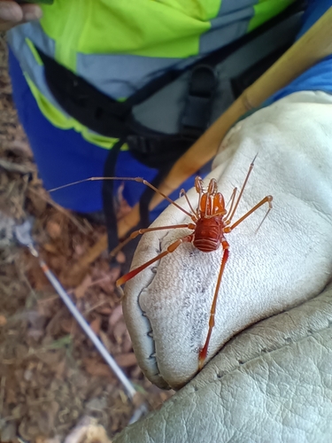 Obidosus junina