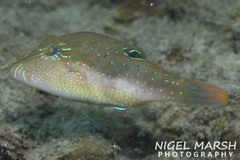 Canthigaster bennetti
