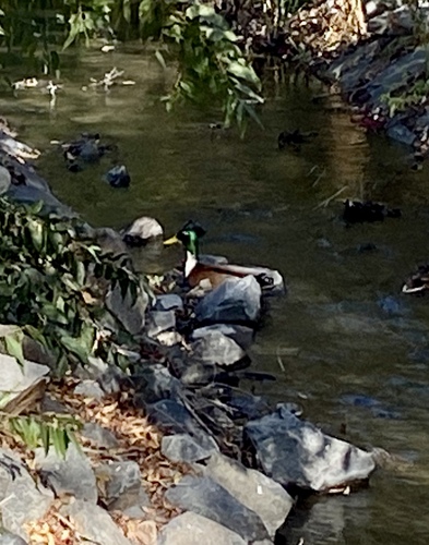 iNaturalist observation photo of Mallard
