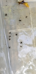 Gerromorpha