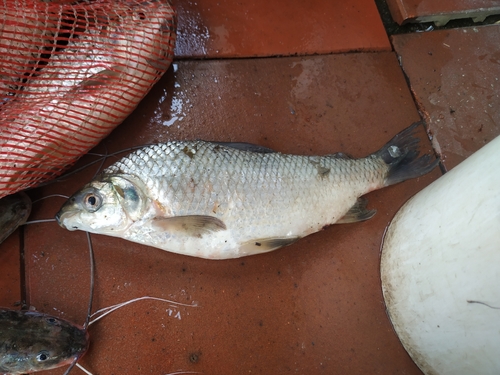 Colombian bocachico (Prochilodus reticulatus) — Prochilodontidae — 2