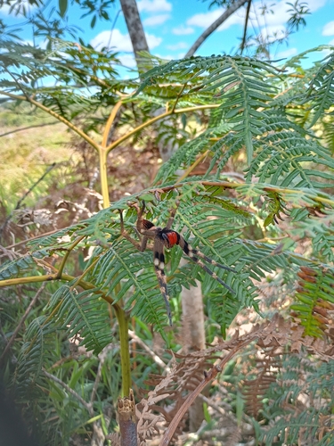Phoneutria eickstedtae