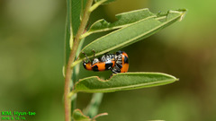 Physosmaragdina nigrifrons