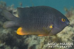 Plectroglyphidodon gascoynei