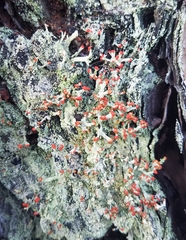 Cladonia ravenelii