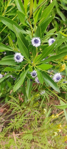 Globularia amygdalifolia, photograph 4