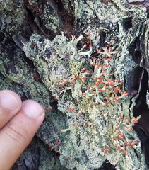 Cladonia ravenelii