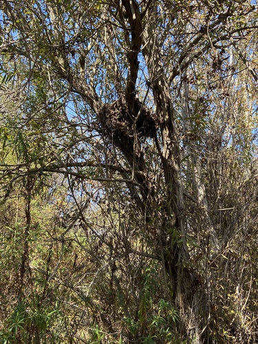 iNaturalist observation photo of Woodrats
