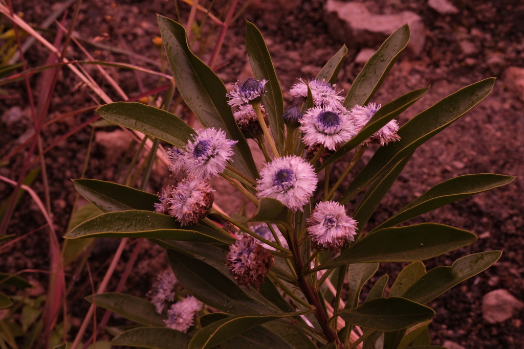 Globularia amygdalifolia; photograph (c) fmunoz, some rights reserved (CC BY)