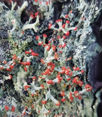Cladonia ravenelii