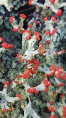 Cladonia ravenelii