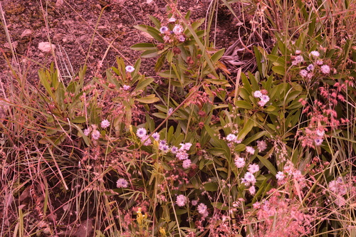 Globularia amygdalifolia, photograph 3
