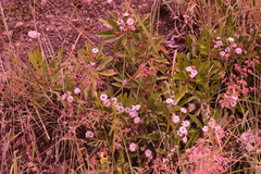 (c) fmunoz, some rights reserved (CC BY) Globularia amygdalifolia, photograph (c) fmunoz, some rights reserved (CC BY)
