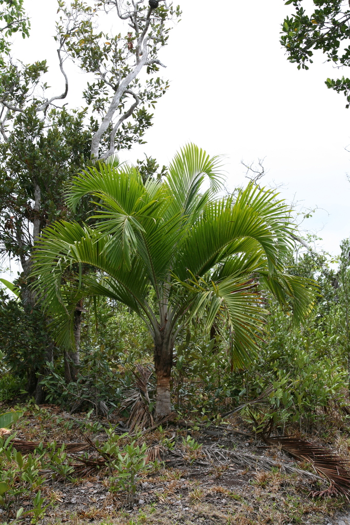 Ravenea sambiranensis