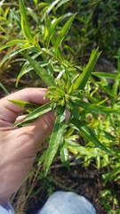 Solidago leavenworthii