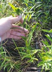 Solidago leavenworthii