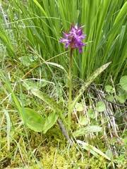 Dactylorhiza lapponica
