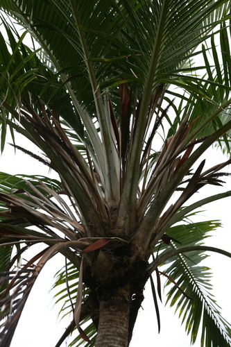 Ravenea sambiranensis