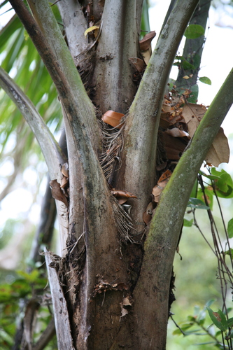 Ravenea sambiranensis