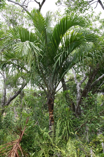 Ravenea sambiranensis