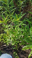 Solidago leavenworthii