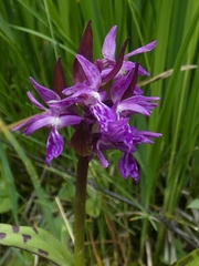 Dactylorhiza lapponica