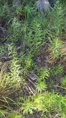 Solidago leavenworthii