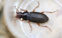 Harpalus griseus