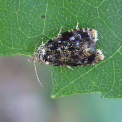 Olethreutes auricapitana