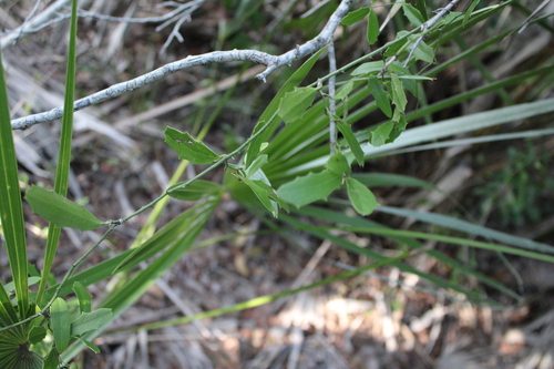 Smilax havanensis (Smilax havanensis)
