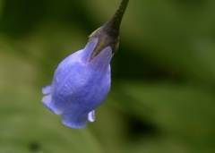 Mertensia paniculata