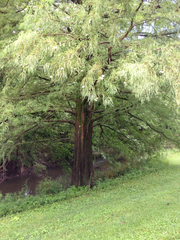 Taxodium distichum