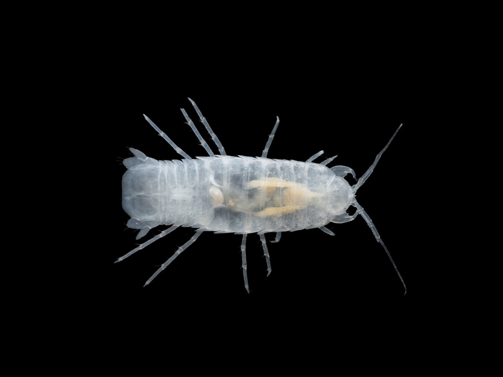 Wassenich's Isopod